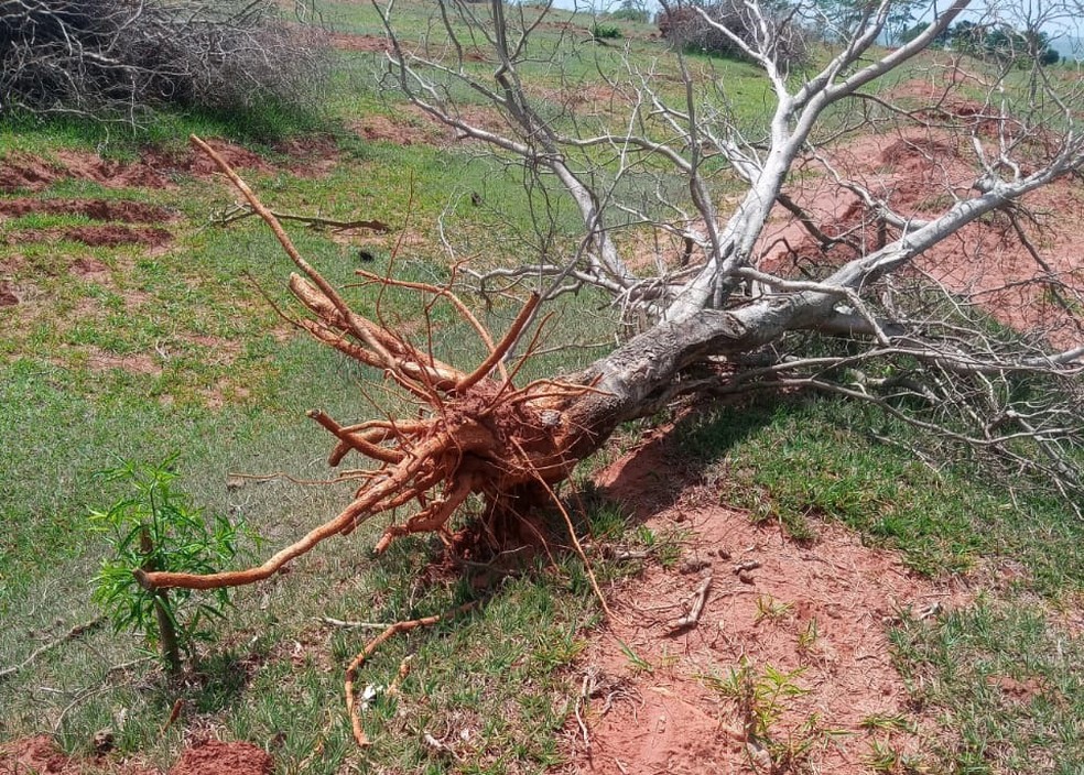 Sitiante foi multado em R$ 15,9 mil pelo corte de 53 árvores nativas — Foto: Polícia Ambiental