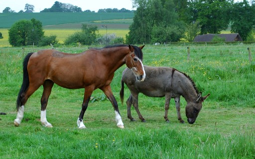 Montar Cavalos na Terceira Idade – Realidade ou Ficção? - Assessoria Animal