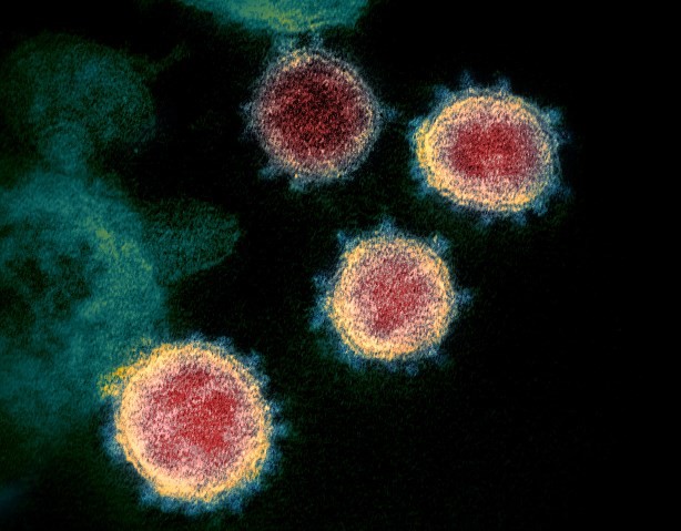 Cientistas querem estudar mutações do coronavírus e de que forma patógeno age no organismo 