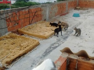 Animais no telhado (Foto: Patrian Junior / Arquivo Pessoal)