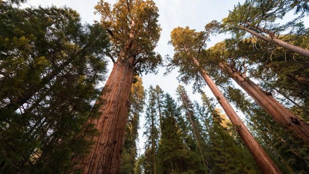 Sequoias gigantes na Califórnia – algumas das coisas mais antigas da Terra – foram perdidas em um incêndio — Foto: Getty Images via BBC