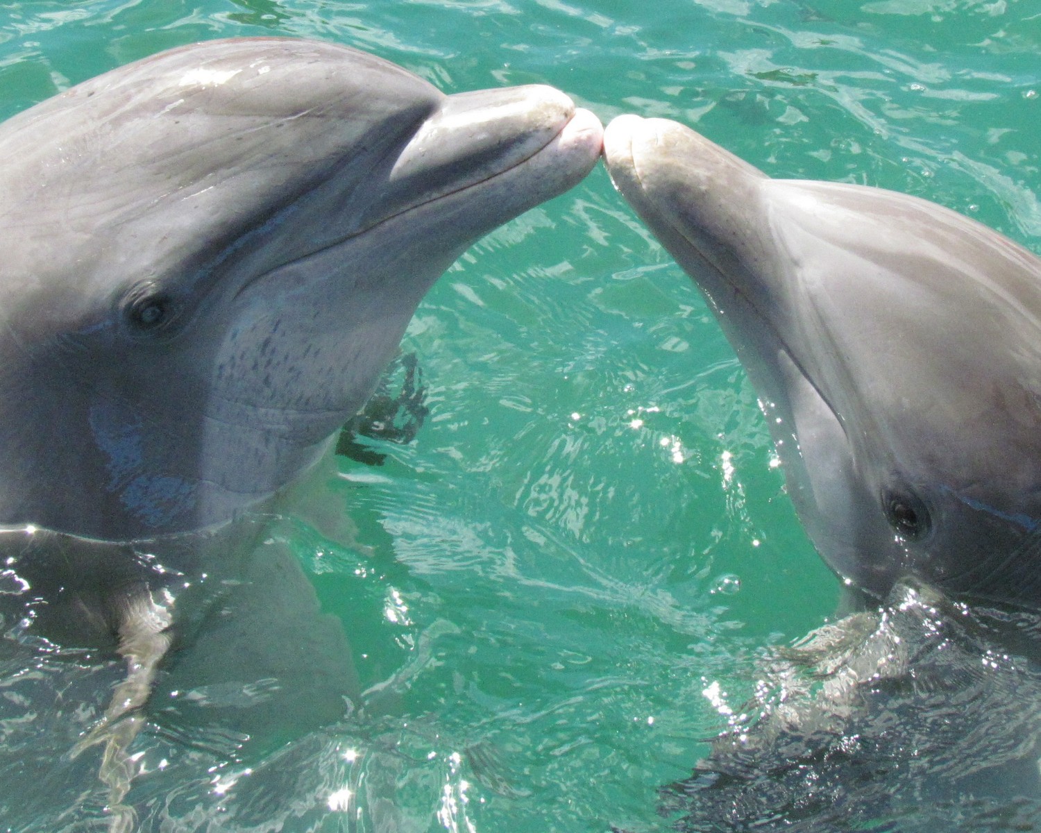 Os golfinhos possuem papilas gustativas diferentes quando comparados a outros mamíferos (Foto: Canva / Creative Commoms)