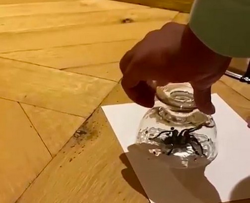 O ator Will Smith capturando a aranha encontrada por ele (Foto: Instagram)