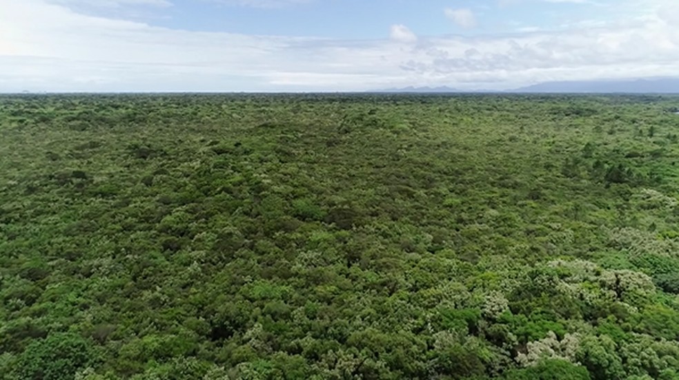 Mata Atlântica, na região do litoral paranaense — Foto: Plug