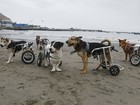 Cães paraplégicos ganham cadeira de rodas em abrigo no Peru