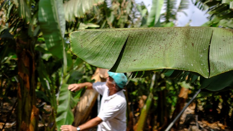 Banana (Foto: REUTERS/Nacho Doce)