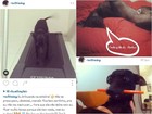 Para mostrar rotina de cães, donas criam perfis de animais no Instagram