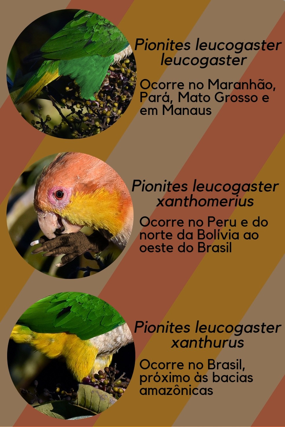 Confira as áreas de distribuição das sub-espécies da ave — Foto: Fotos: Rudimar Narciso Cipriani/TG / Arte: TG