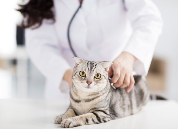 female veterinarian medical doctor with cat (Foto: Getty Images/iStockphoto)