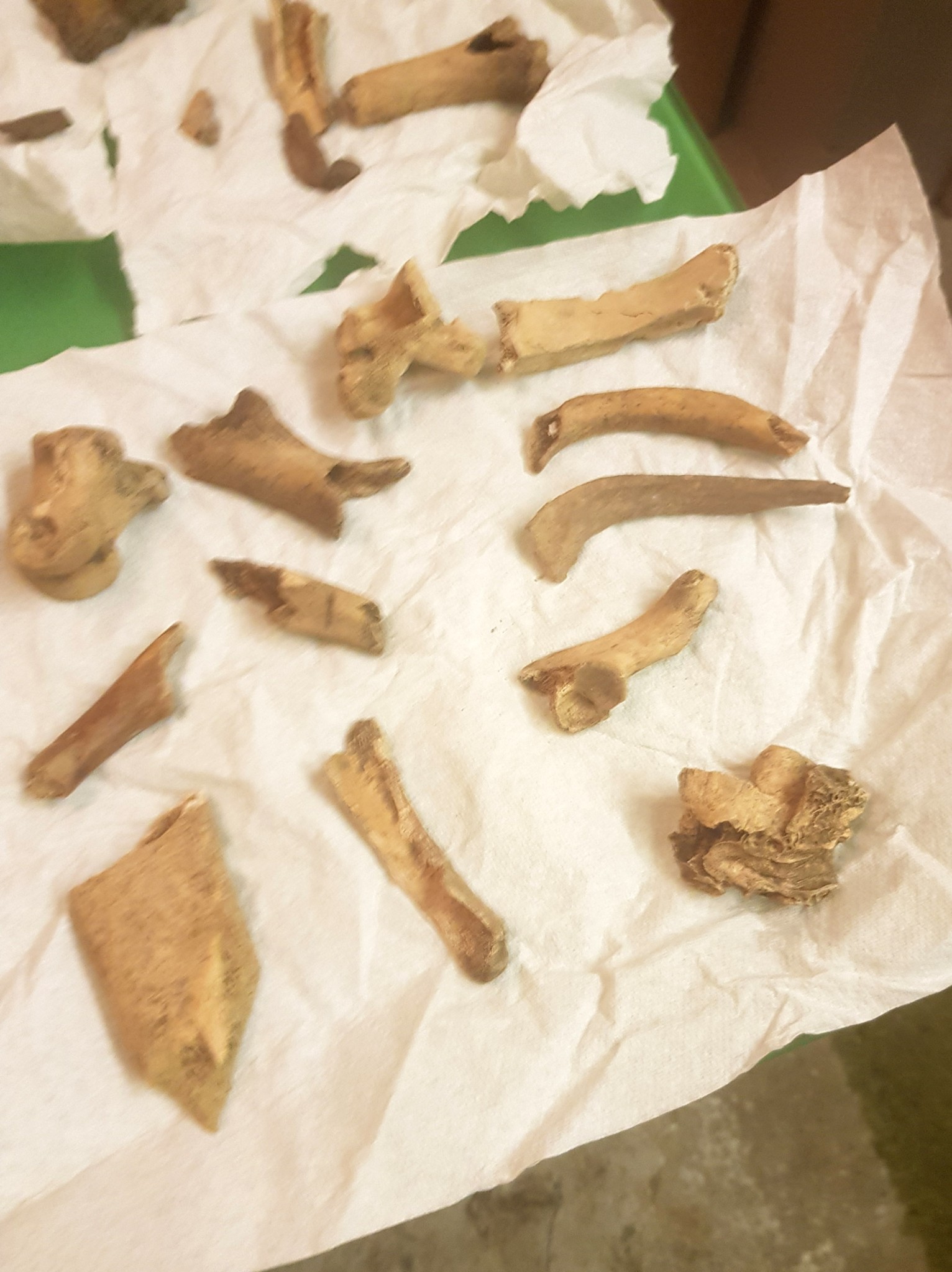 Um especialista descobriu que os ossos não eram ossos de animais, mas sim restos humanos (Foto: Caroline Humphries / Jam Press / Divulgação)