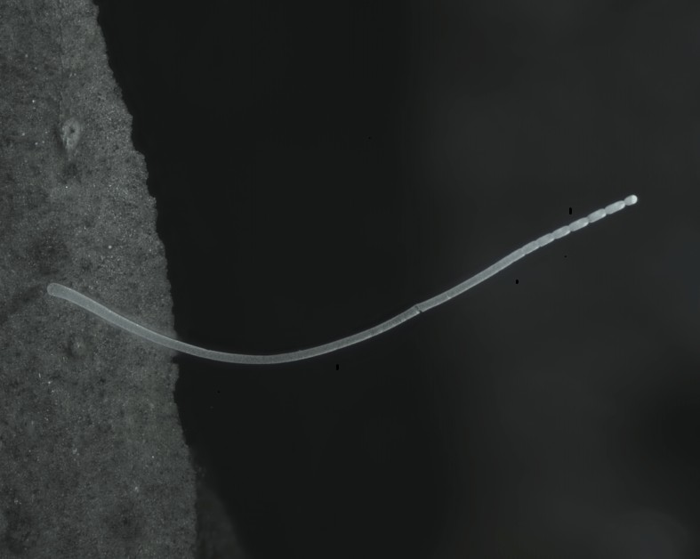 Filamento único de Ca. Thiomargarita magnifica (Foto: Jean-Marie Volland - Berkeley Lab)