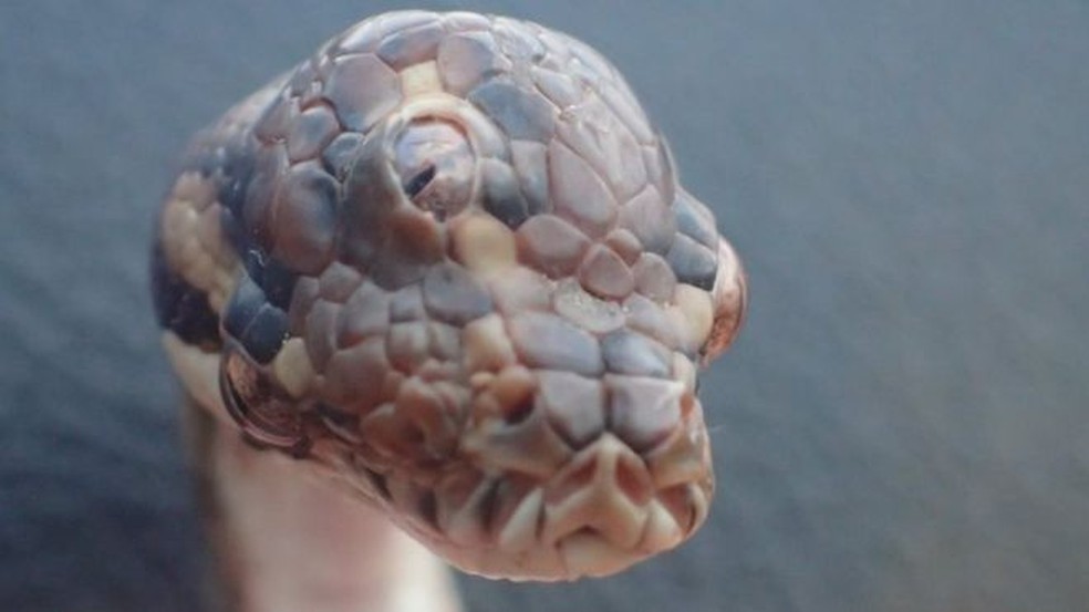A cobra de três olhos morreu semanas após ter sido encontrada, em março — Foto: NT PARKS AND WILDLIFE