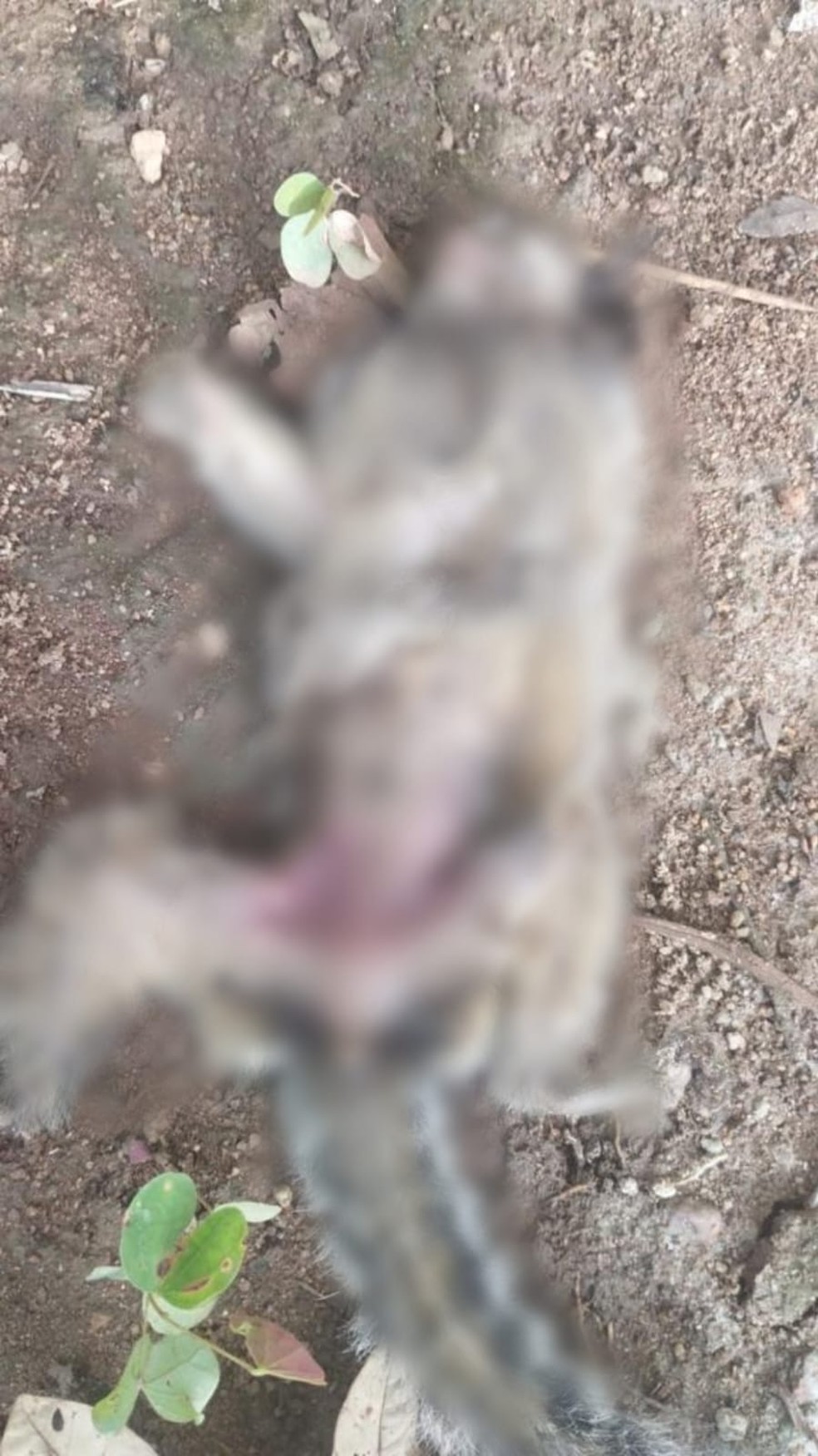 Macaco apareceu morto em chácara de Palmas — Foto: Divulgação