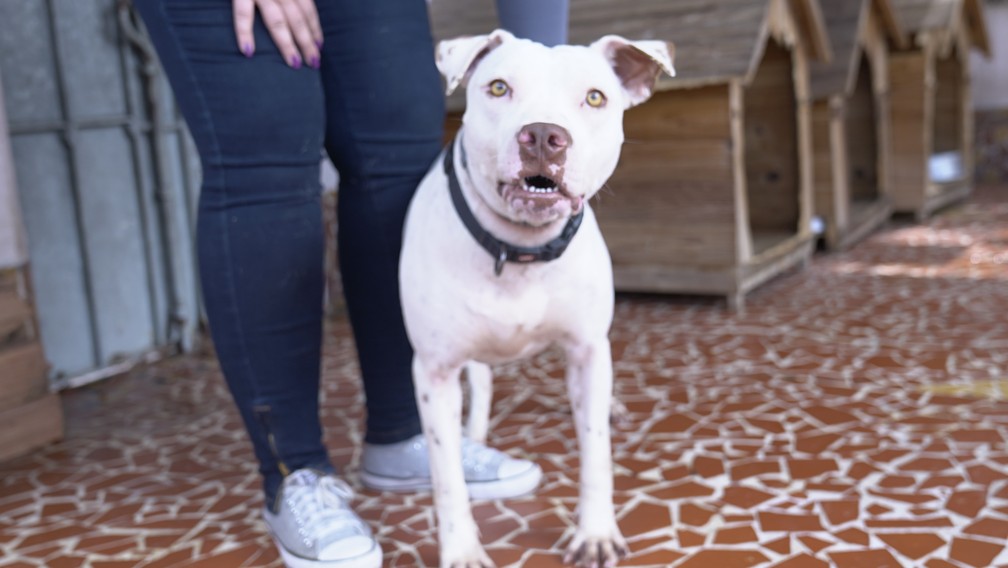 A pitbull Zora, de um ano e meio, busca por um lar — Foto: Affonso Andrade/ G1
