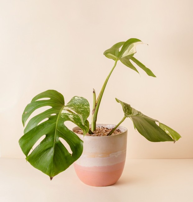 A costela-de-adão pode ser cultivada em vasos pequenos e grandes, a depender do quanto você deseja que ela cresça (Foto: Divulgação / Studio Lily)