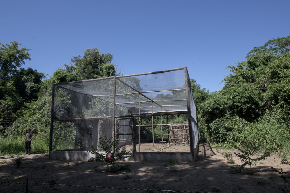 Projeto de Soltura do Mutum-de-Penacho é uma iniciativa para a preservação da espécie na área de influência da Usina Hidrelétrica de Porto Primavera — Foto: Luciano Candisani