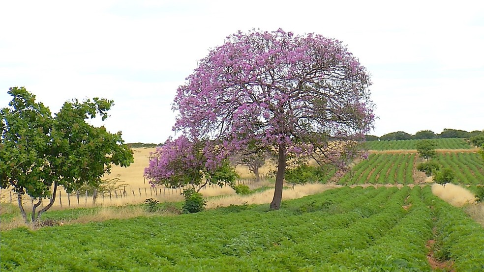 Ipês-roxos florescem e enfeitam paisagem entre julho e agosto no RN (Foto: Reprodução/Inter TV Costa Branca)