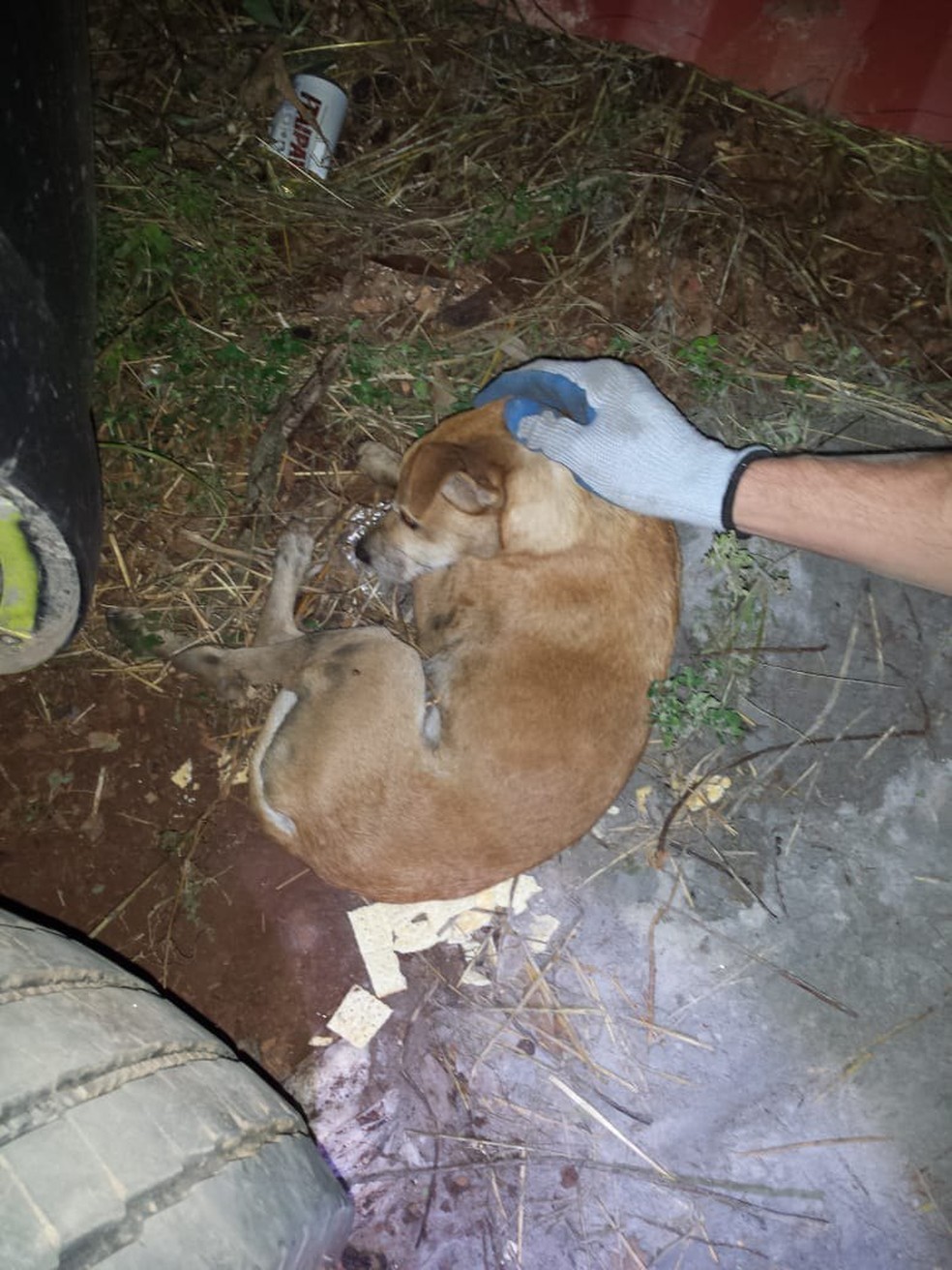 Após ser resgatado animal ficou sob cuidados do vigilante  — Foto: Corpo de Bombeiros/Divulgação