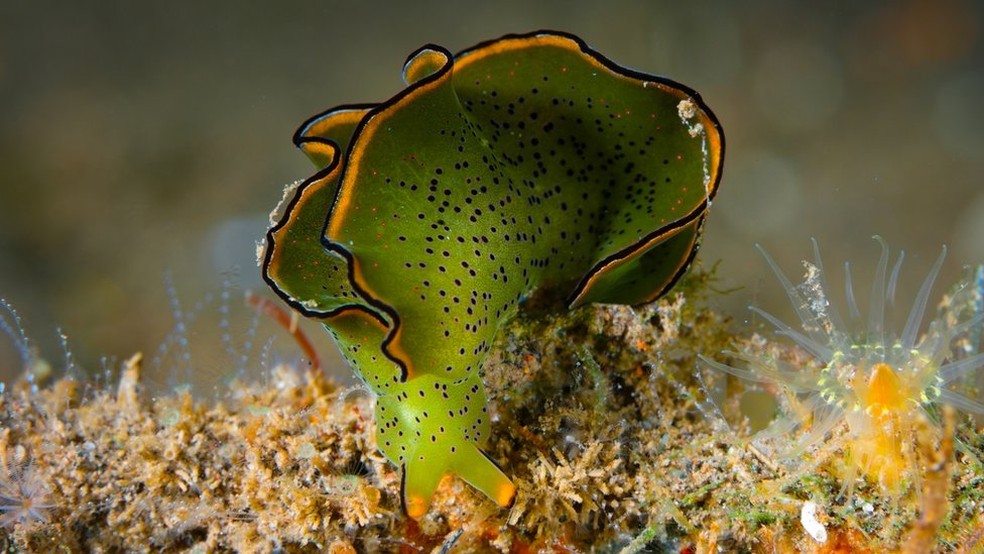 As sacoglossa, como esta Elysia ornata, sequestram os cloroplastos das algas para processar energia da luz solar — Foto: Getty Images via BBC