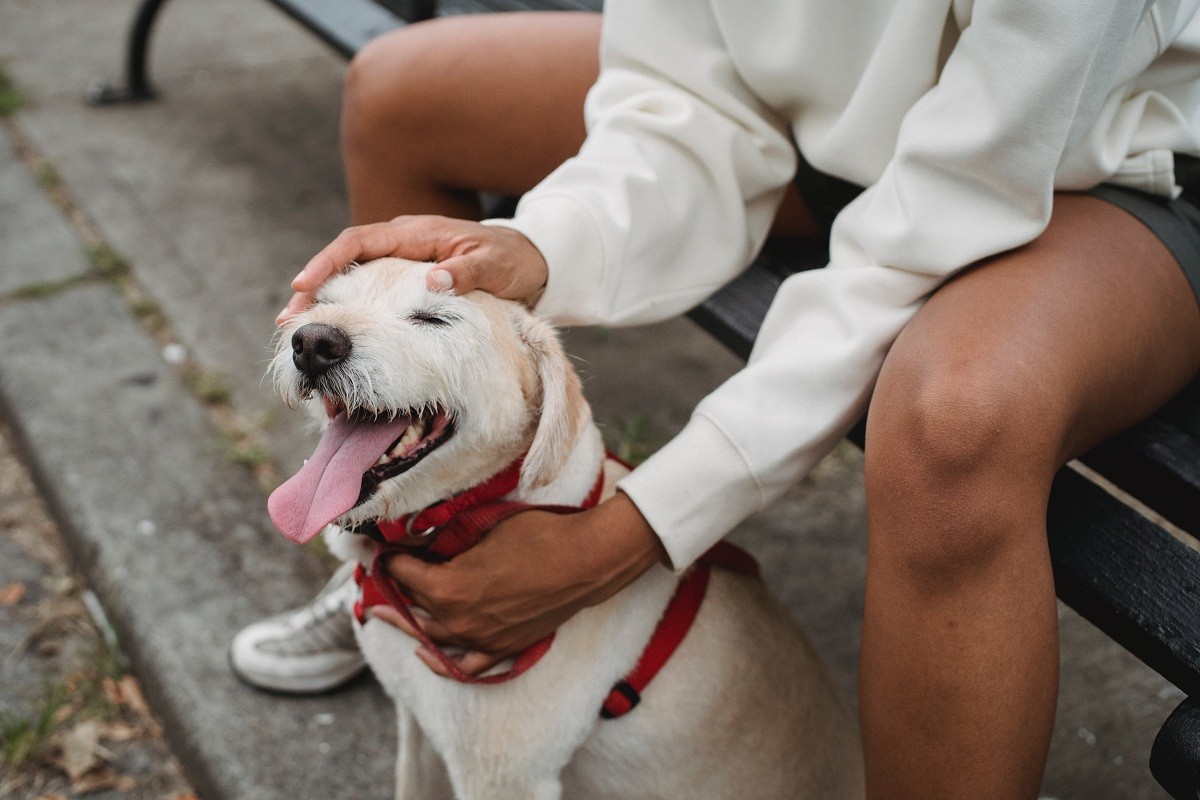 Existem algumas raças de cães que soltam menos pelo e consequentimente são melhores para pessoas alérgicas (Foto: Pexels/ Samson Katt/ CreativeCommons)