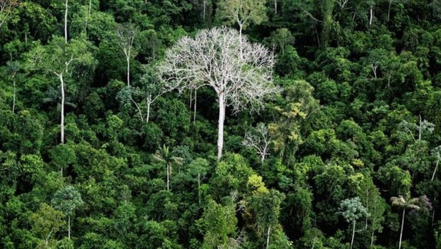 O desmatamento na Amazônia Legal, que engloba a região Norte mais parte do Maranhão e Mato Grosso, caiu de 27,8 mil km² em 2004 para 4,6 mil km² em 2012, menor resultado histórico (Foto: GETTY IMAGES VIA BBC)