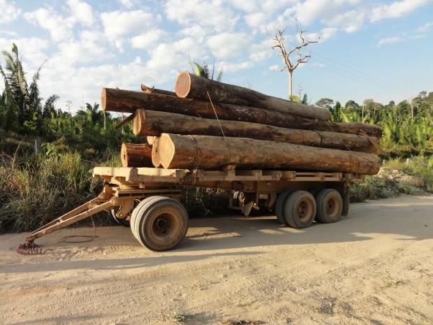 Parte da madeira extraída ilegalmente é levada pelos invasores, outra parte é abandonada nas estradas ou jogadas no caminho para impedir a passagem da fiscalização (Foto: Funai/RO)