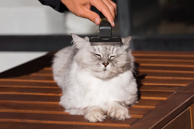 Man combing his lovely grey cat with FURminatoror grooming tool. Pet care, grooming. Cat loves being brushed. High quality photo (Foto: Getty Images/iStockphoto)