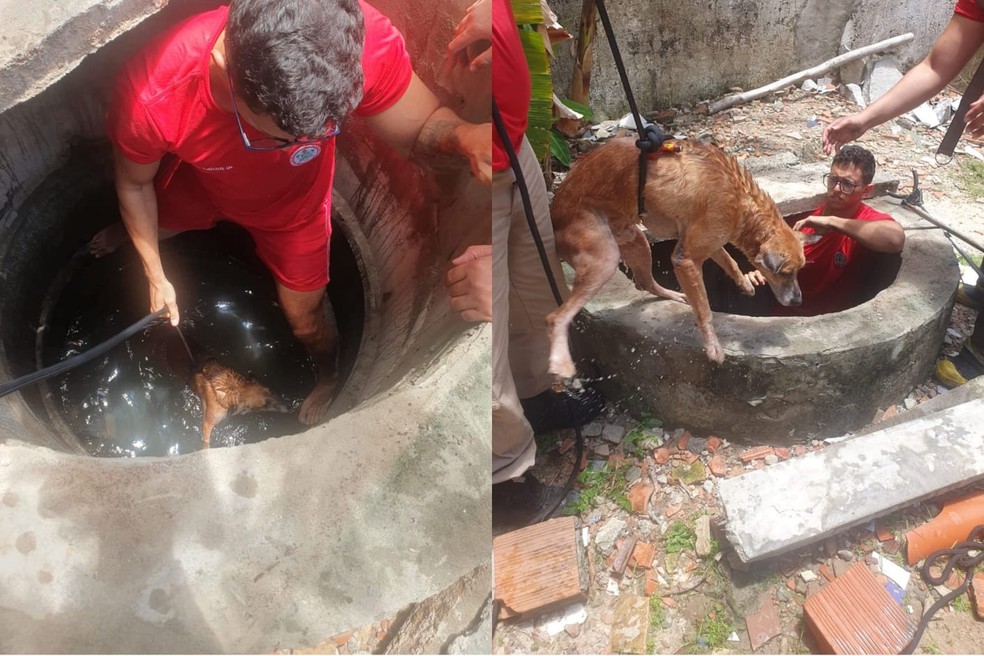 Dois cães são resgatados após cair em poço com 2m de profundidade em Fortaleza. — Foto: Corpo de Bombeiros/Reprodução