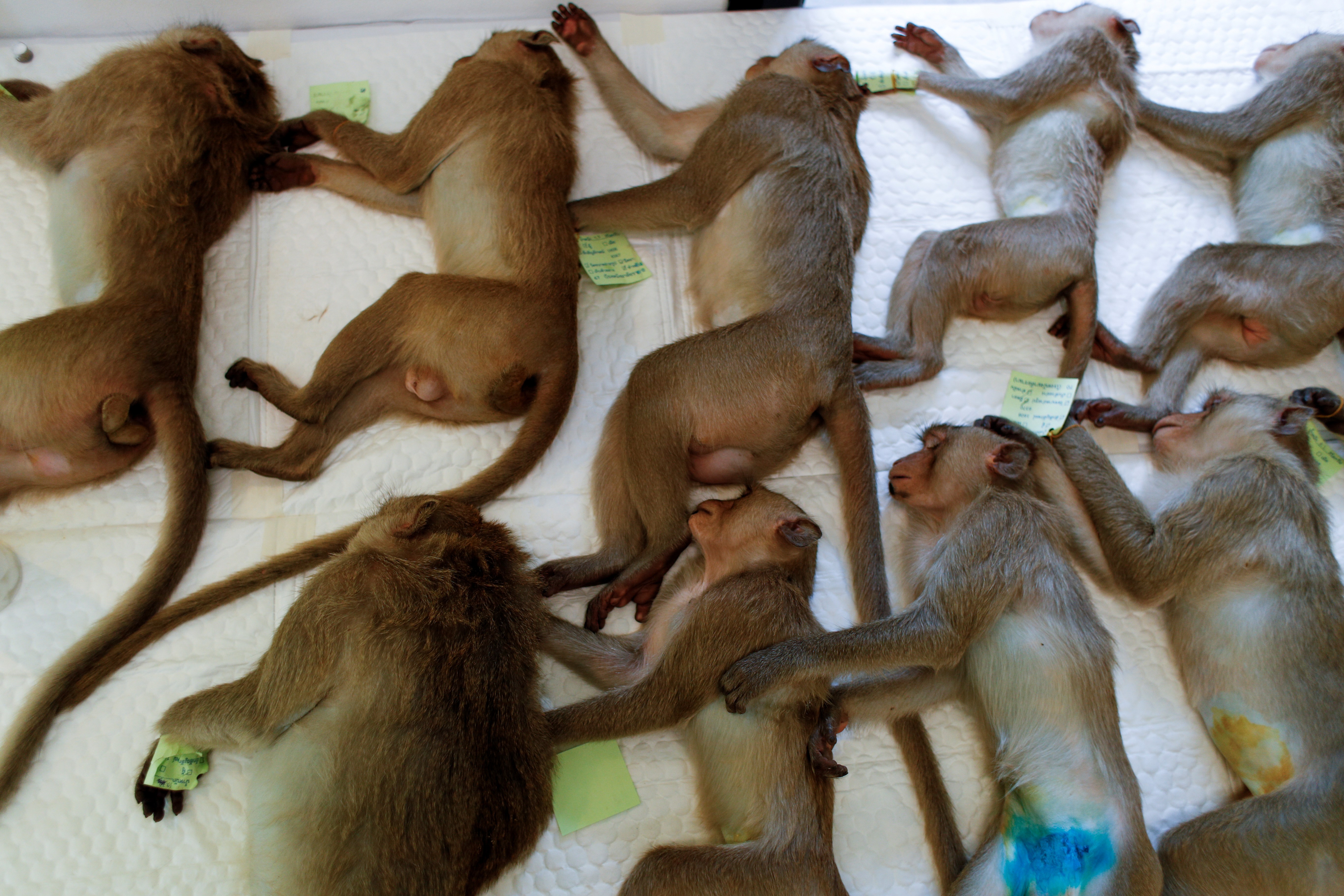 Autoridades tailandesas tentam recuperar o controle da 'cidade dos macacos'; veja fotos thumbnail