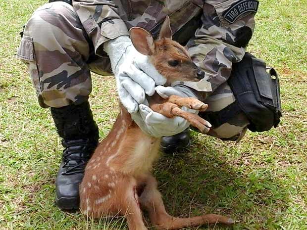 Cachorros Filhotes Sobradinho Df