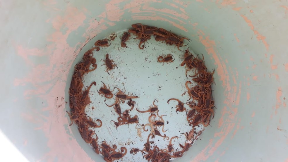 Parte dos escorpiões encontrados na casa — Foto: Ana Cláudia Mendes / Inter TV