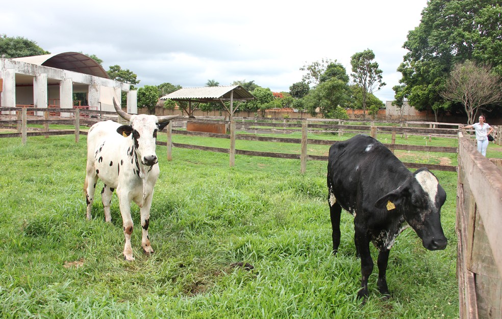 Mestrado da Ã¡rea de VeterinÃ¡ria da Uniube estÃ¡ com inscriÃ§Ãµes abertas â Foto: Arquivo