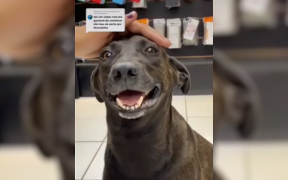 Cachorro atrapalha vendedoras a fecharem loja em Caldas Novas, Goiás — Foto: Reprodução/Redes sociais