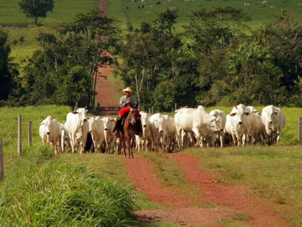 Fazenda Rancho Fundo no nordeste do Pará, estado que avança cada vez mais na produção de carne bovina  — Foto: Divulgação