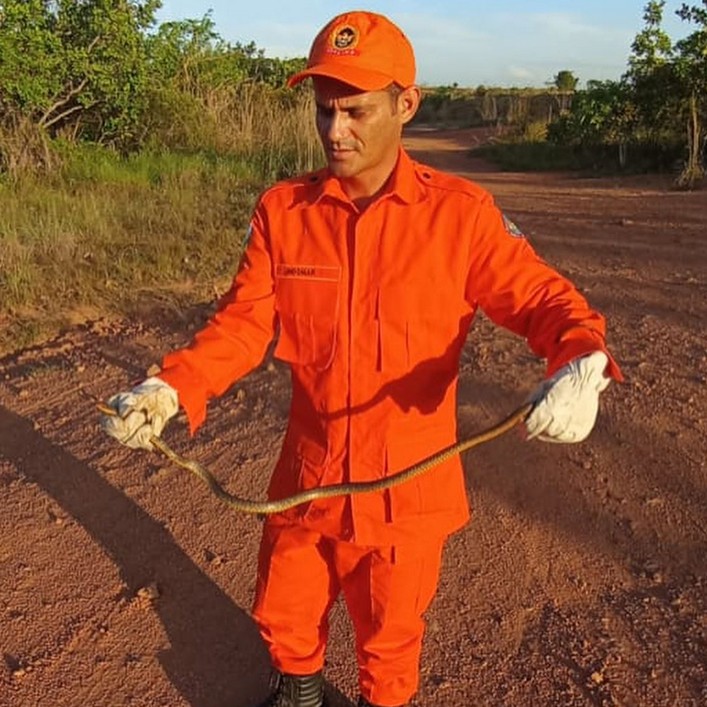 Bombeiros capturam duas cobras caninanas em menos de 24h em Roraima