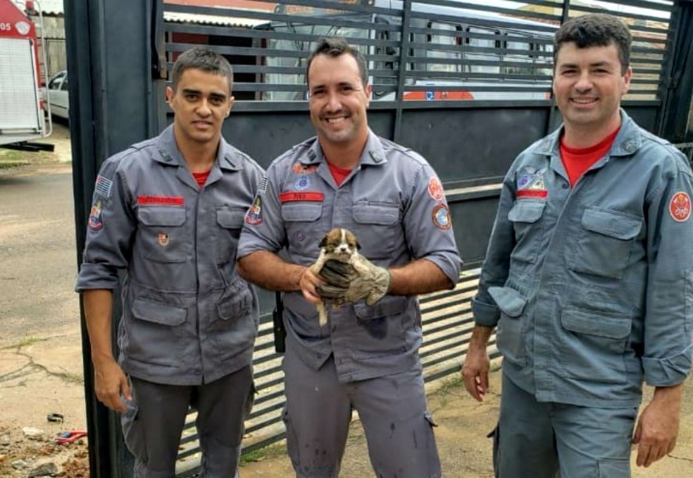 Bombeiros resgatam filhote de cão entalado em tubulação de Marília — Foto: Corpo de Bombeiros/Divulgação