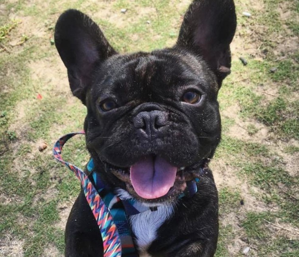 O buldogue francês Apollo, de três anos, costuma ter dificuldades respiratórias no verão. — Foto: Emilie Paranhos