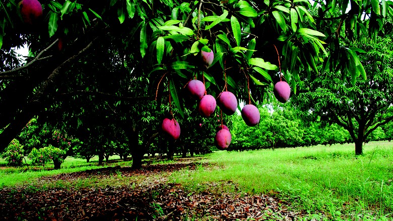 como_plantar_manga (Foto: Shutterstock)