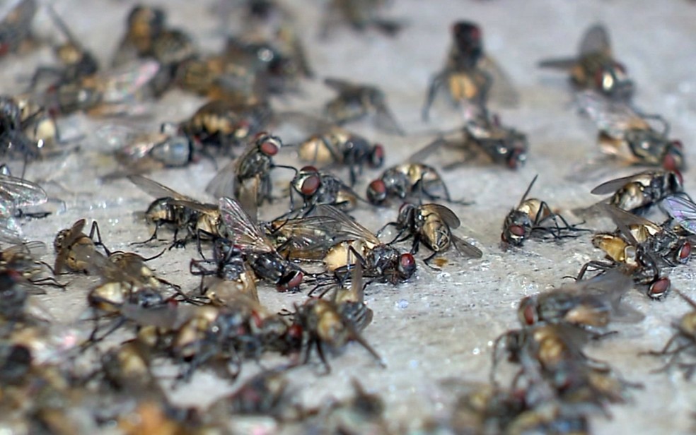 Virose da mosca: período chuvoso no Piauí favorece proliferação de insetos — Foto: Reprodução EPTV