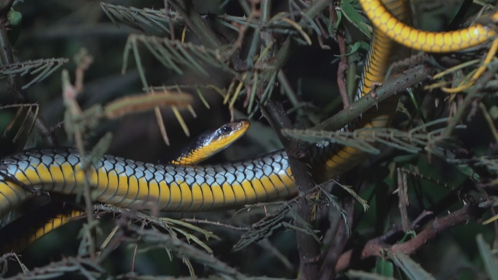 Serpente registrada durante safári noturna na costa do Piauí — Foto: Globo Repórter 