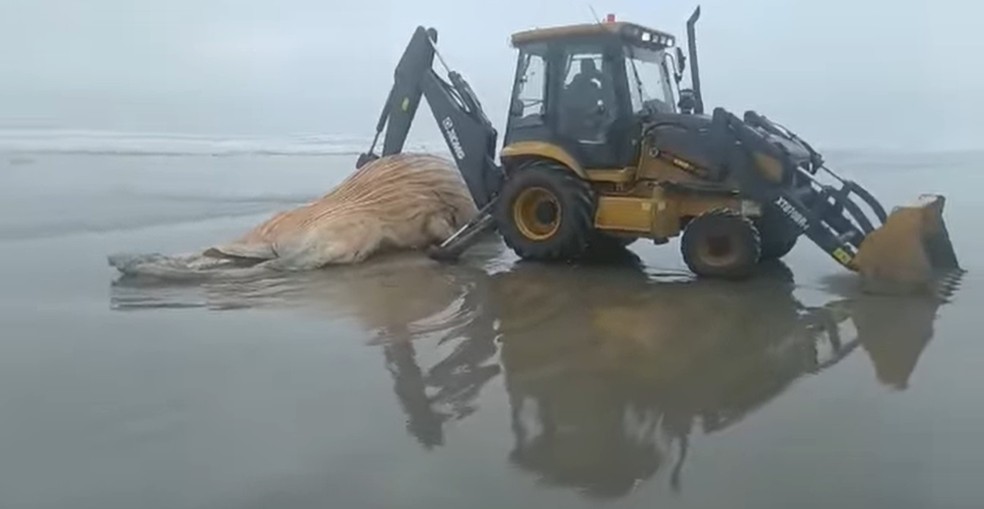 Baleia jubarte encontrada morta é removida da beira do mar para ser enterrada — Foto: Reprodução/Ilha Comprida News II