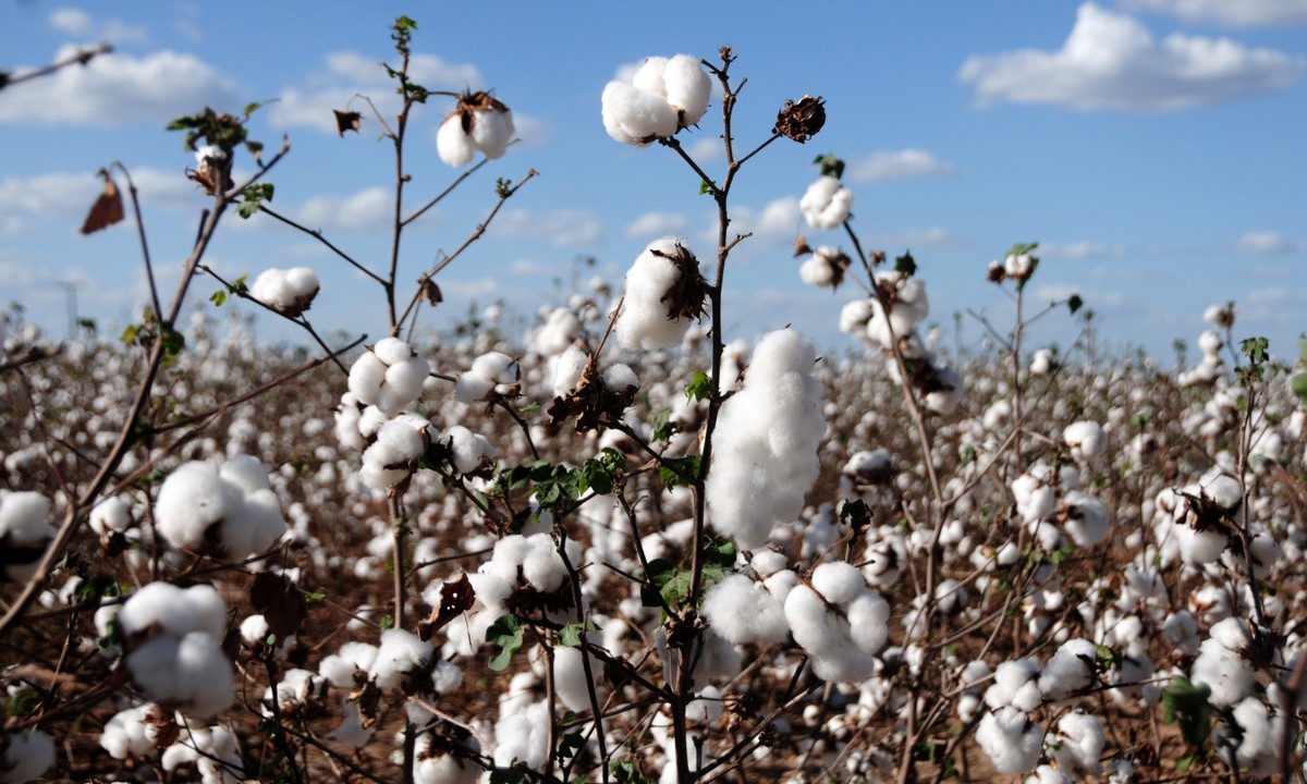 ICAC reduz previsão de produção e estoques de algodão na safra 2021/22 ...