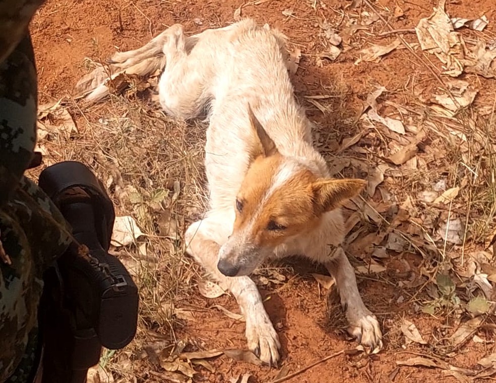 Cão foi resgatado em situação de maus-tratos em Presidente Venceslau (SP) — Foto: Polícia Ambiental