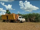 Em SP, usinas antecipam a colheita da cana-de-açúcar