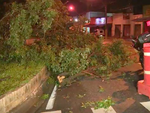 Ipê Roxo foi arrancado com a tempestade que atingiu Piracicaba (Foto: Reprodução/EPTV)