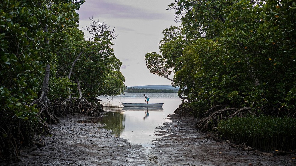Os manguezais têm suas raízes sempre debaixo d'água — Foto: Getty Images via BBC