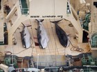 Japão pretende prosseguir com polêmico programa de caça de baleias
