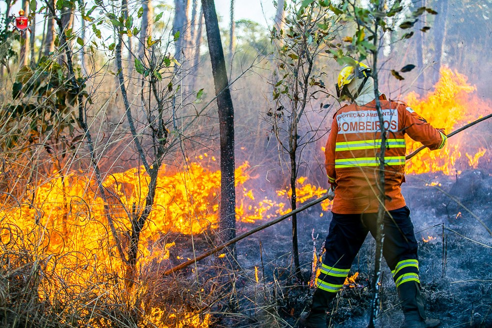 Incêndio florestal no DF — Foto: Corpo de Bombeiros/Divulgação