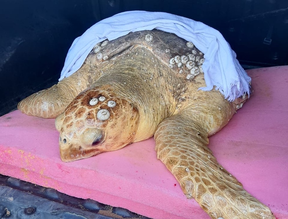 Ameacada De Extincao Tartaruga Marinha De 70 Kg E Resgatada No Sul Da Bahia Bahia G1