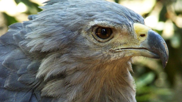 Estudo inédito no Brasil revela descobertas sobre a águia-cinzenta